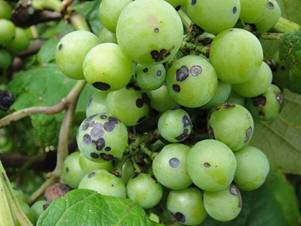 anthracnose fruits