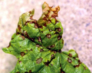 anthracnose leaves