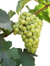 grapes