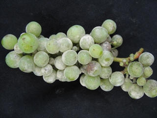 powdery mildew fruits